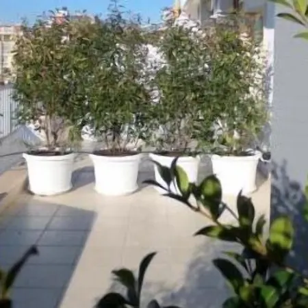 Gatto Bianco Le Terrazze Pensiune